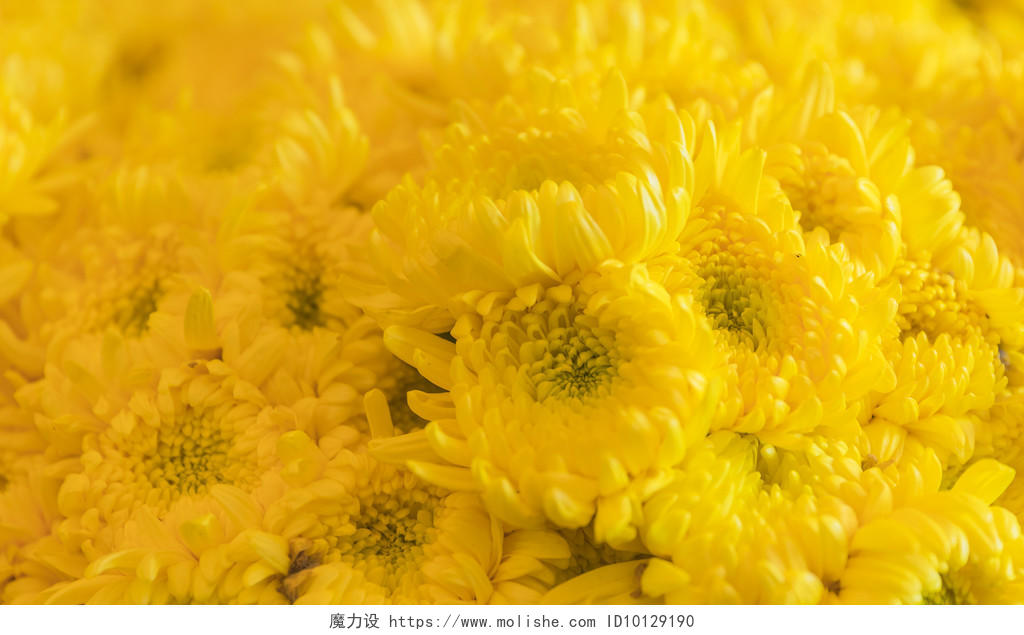 春天黄色菊花背景图片